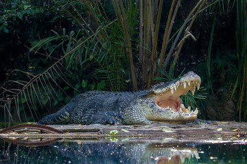 The saltwater crocodile (Crocodylus porosus) is a crocodilian native to saltwater habitats and...
