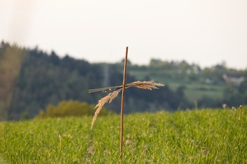 Wooden cross on a field