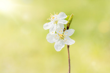 Blossoming cherry against the blue sky. Focus on the foreground. Shallow depth of field
