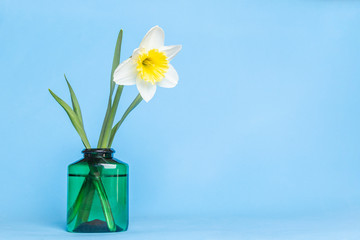 Fresh natural Narcissus spring flowers in green vase on blue background.