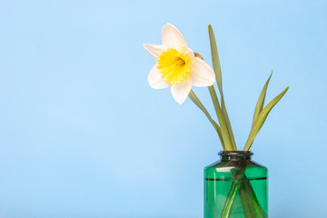 Fresh natural Narcissus spring flowers in green vase on blue background.