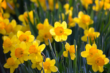 Fototapeta premium Backlit long cup yellow and orange daffodil standing out amongst a flowerbed of blooming flowers in spring, Domaine de Maizerets, Quebec City, Quebec, Canada