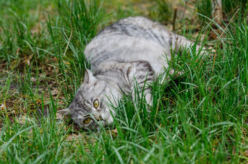 grey cat is sitting and lying on a green grass