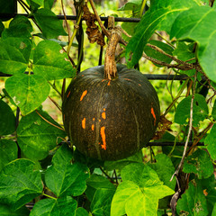 Close up of large green pumpkin with orange spots (Cucurbita)
