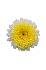 Blooming yellow helichrysum flowers，Helichrysum bracteatum (Vent.) Andr.