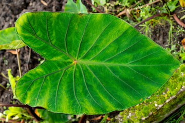 Close up of a taro leave (Colocasia esculenta)
