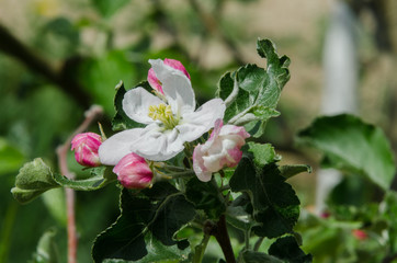 Obraz premium apple tree in blossom in springtime