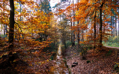 Autumn scenery with a small brook in the forest near Eerbeek, Netherlands
