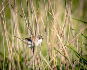 common whitethroat
