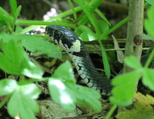 schlange, reptil, tier, natur, wild lebende tiere, eidechse, gras, wild, auge, green, schlange, kopf, maßstab, wald, sprache, braun, makro, close up, schlange