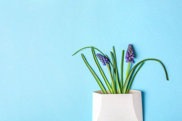 Muscari spring flowers in white envelope on blue background