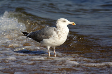 
Herring gull bird in the spring