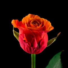 orange rose bud close-up