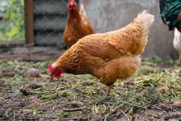 Chicken walking in paddock. Chicken looking for grains while walking in paddock on farm