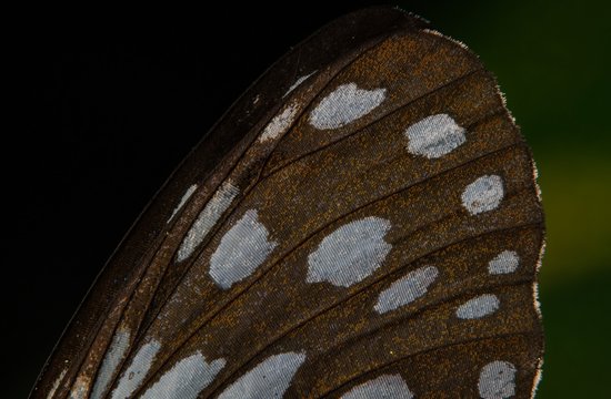 Blue Tiger Butterfly