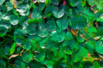 Beautiful green lotus leaves in the morning light in the natural midst of nature