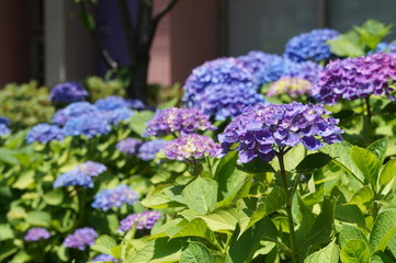 紫陽花