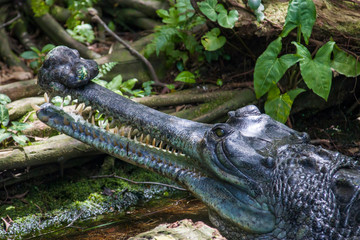 The gharial (Gavialis gangeticus) rests in the pond.
It is a crocodilian in the family Gavialidae, native to sandy freshwater river banks in the plains of the northern part of the Indian subcontinent.