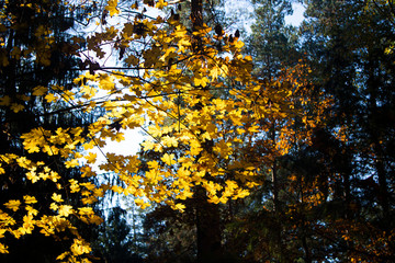 autumn leaves on a tree