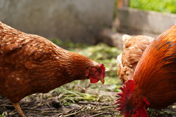 Chicken walking in paddock. Chicken looking for grains while walking in paddock on farm