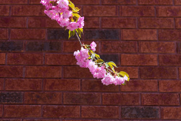 Pink Flowering Tree Branch during Spring with a Red Brick Background