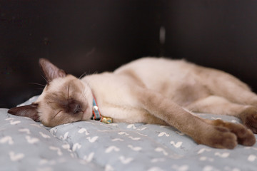Brown beige cat. Siamese cat resting on floor