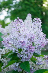 Spring view of lilac tree flowers