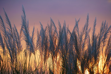 wind blowing reeds flower at sunset