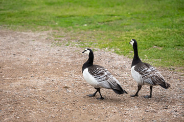 Barnacle goose in Helsinki
