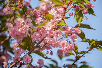 Pink sakura flowers