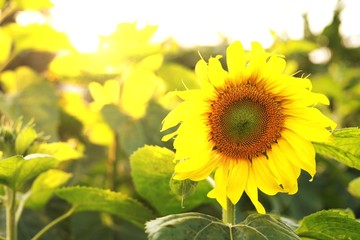 Sunflower natural background. Sunflower blooming. Sunflower field landscape close-up