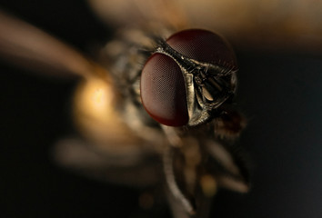 house fly