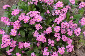 lila Blüten, Blume, Topfpflanze