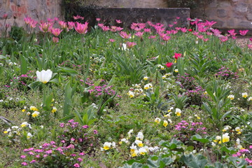 Blumenbeet, Garten, Blüten