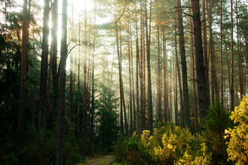 Obraz premium sun rays in the forest