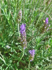 lavanda