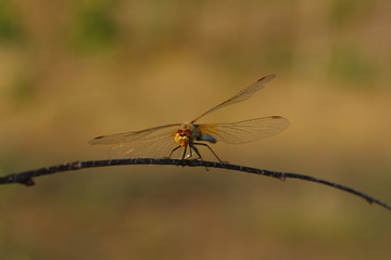 A close up of dragonfly Pantala flavescens (globe skimmer, globe wanderer or wandering glider) on a branch of birch, front-facing view, blurred background