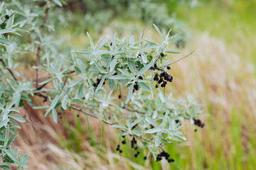 wild tree with black berries grows in nature