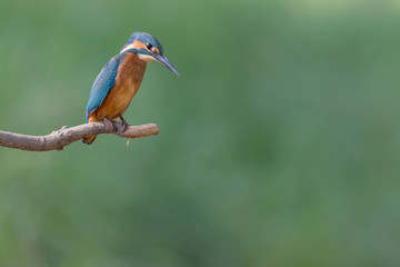 Looking the prey, portrait of young Kingfisher male (Alcedo atthis)