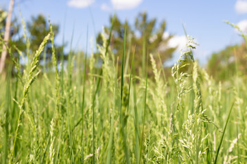 Green grass against a blurry blue cloudy sky. Soft focus