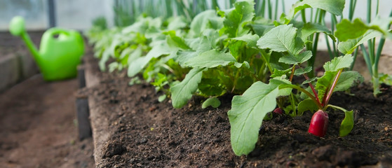 Red fresh radish growing from the ground. Selective focus.