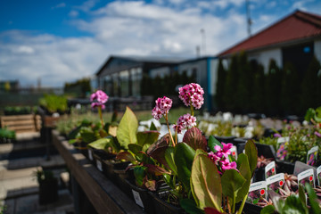 flowers in the garden