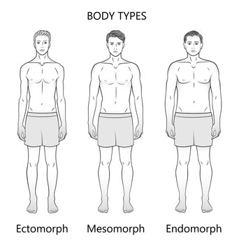 Human body types. Three figures, black and white. Forms: ectomorph, mesomorph and endomorph.