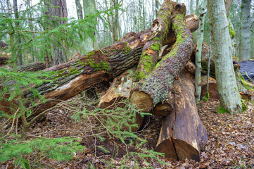 Cutting down trees. Logging. Trunks of felled trees. Deforestation.
