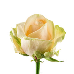 cream rose bud close-up isolated