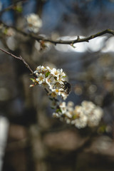 the bee collects pollen from a flower