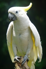 Kakatua koki (Cacatua galerita) sulphur crested cockatoo