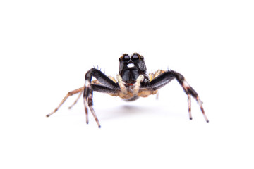 jumping spider isolated on white background.