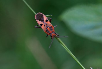 insect
