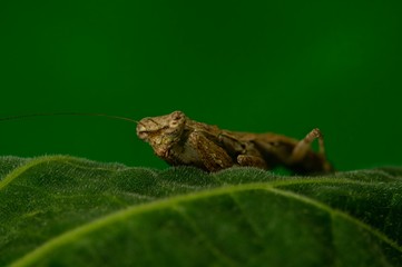 mantis